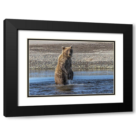 Grizzly bear standing while fishing-Lake Clark National Park and Preserve-Alaska Black Modern Wood Framed Art Print with Double Matting by Jones, Adam