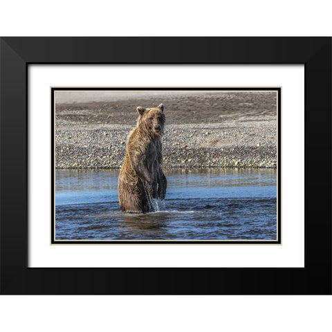 Grizzly bear standing while fishing-Lake Clark National Park and Preserve-Alaska Black Modern Wood Framed Art Print with Double Matting by Jones, Adam