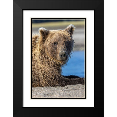 Grizzly bear resting-Lake Clark National Park and Preserve-Alaska Black Modern Wood Framed Art Print with Double Matting by Jones, Adam
