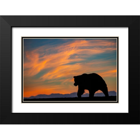 Adult grizzly bear silhouetted on beach at sunrise-Lake Clark National Park and Preserve Black Modern Wood Framed Art Print with Double Matting by Jones, Adam