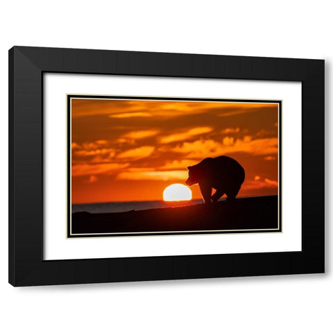 Adult grizzly bear silhouetted on beach at sunrise-Lake Clark National Park and Preserve Black Modern Wood Framed Art Print with Double Matting by Jones, Adam