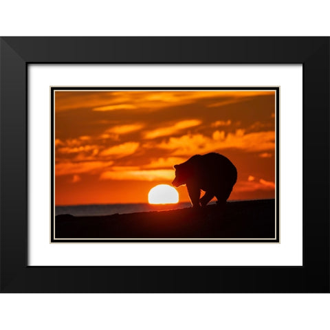 Adult grizzly bear silhouetted on beach at sunrise-Lake Clark National Park and Preserve Black Modern Wood Framed Art Print with Double Matting by Jones, Adam