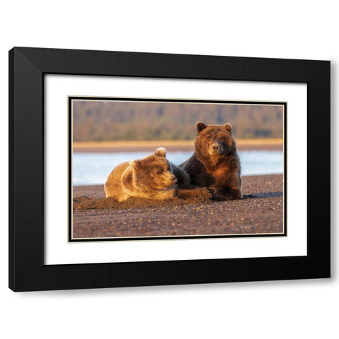 Adult female grizzly bear and cub sleeping on beach at sunrise-Lake Clark National Park and Preserve Black Modern Wood Framed Art Print with Double Matting by Jones, Adam