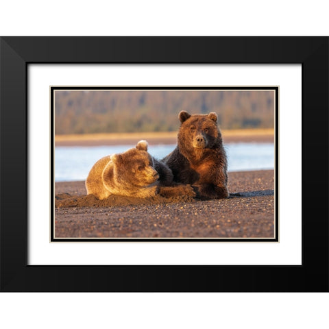 Adult female grizzly bear and cub sleeping on beach at sunrise-Lake Clark National Park and Preserve Black Modern Wood Framed Art Print with Double Matting by Jones, Adam