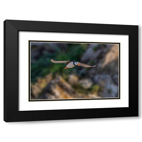 Horned puffin flying-Bird Island-Lake Clark National Park and Preserve-Alaska Black Modern Wood Framed Art Print with Double Matting by Jones, Adam