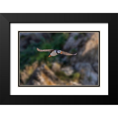Horned puffin flying-Bird Island-Lake Clark National Park and Preserve-Alaska Black Modern Wood Framed Art Print with Double Matting by Jones, Adam