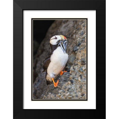 Horned puffin with needle fish in beak-Bird Island-Lake Clark National Park and Preserve-Alaska Black Modern Wood Framed Art Print with Double Matting by Jones, Adam