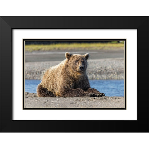 Grizzly bear resting on shoreline-Lake Clark National Park and Preserve-Alaska-Silver Salmon Creek Black Modern Wood Framed Art Print with Double Matting by Jones, Adam