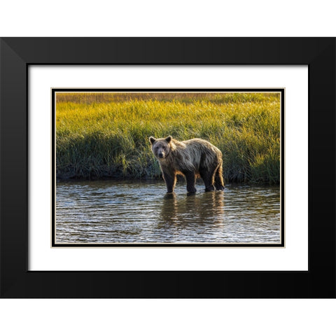 Grizzly bear cub crossing grassy meadow-Lake Clark National Park and Preserve-Alaska Black Modern Wood Framed Art Print with Double Matting by Jones, Adam