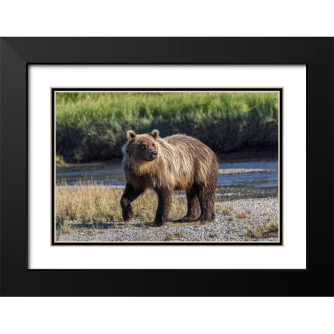 Grizzly bear cub crossing grassy meadow-Lake Clark National Park and Preserve-Alaska Black Modern Wood Framed Art Print with Double Matting by Jones, Adam