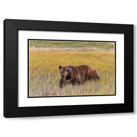 Adult female grizzly bear crossing grassy meadow-Lake Clark National Park and Preserve-Alaska Black Modern Wood Framed Art Print with Double Matting by Jones, Adam