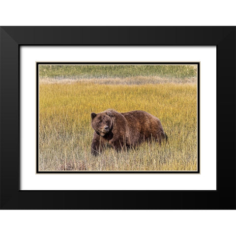 Adult female grizzly bear crossing grassy meadow-Lake Clark National Park and Preserve-Alaska Black Modern Wood Framed Art Print with Double Matting by Jones, Adam