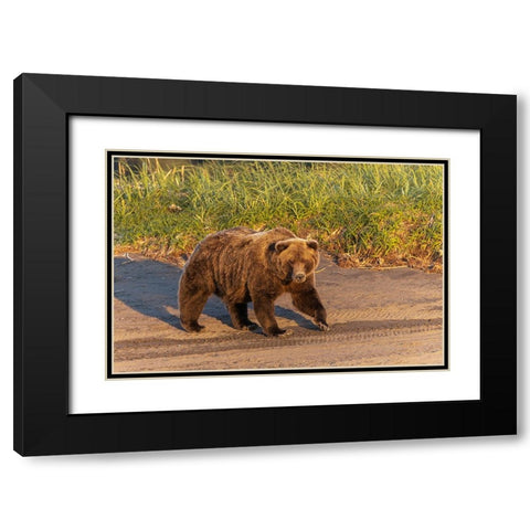 Adult grizzly bear on shoreline at sunrise-Lake Clark National Park and Preserve-Alaska Black Modern Wood Framed Art Print with Double Matting by Jones, Adam