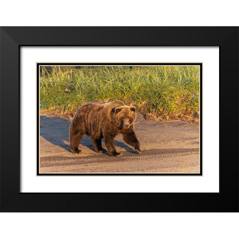 Adult grizzly bear on shoreline at sunrise-Lake Clark National Park and Preserve-Alaska Black Modern Wood Framed Art Print with Double Matting by Jones, Adam