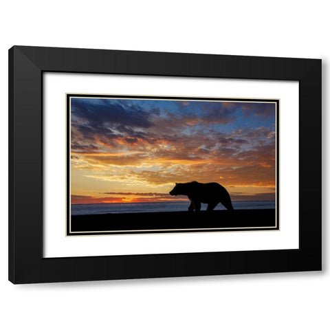 Adult grizzly bear silhouetted at sunrise-Lake Clark National Park and Preserve-Alaska Black Modern Wood Framed Art Print with Double Matting by Jones, Adam