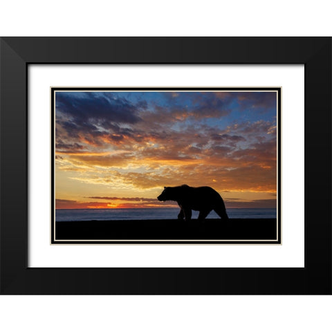Adult grizzly bear silhouetted at sunrise-Lake Clark National Park and Preserve-Alaska Black Modern Wood Framed Art Print with Double Matting by Jones, Adam