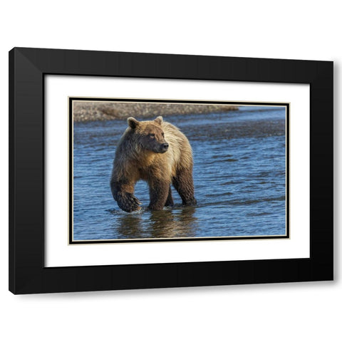 Adult grizzly bear chasing fish-Lake Clark National Park and Preserve-Alaska-Silver Salmon Creek Black Modern Wood Framed Art Print with Double Matting by Jones, Adam