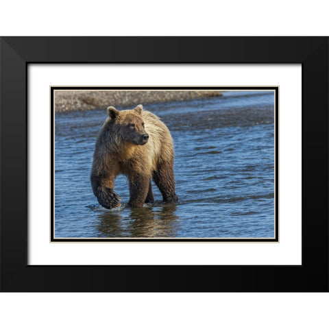 Adult grizzly bear chasing fish-Lake Clark National Park and Preserve-Alaska-Silver Salmon Creek Black Modern Wood Framed Art Print with Double Matting by Jones, Adam