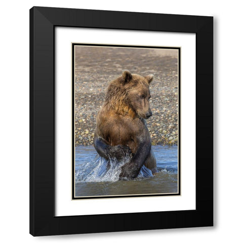 Adult grizzly bear chasing fish-Lake Clark National Park and Preserve-Alaska-Silver Salmon Creek Black Modern Wood Framed Art Print with Double Matting by Jones, Adam