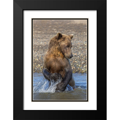 Adult grizzly bear chasing fish-Lake Clark National Park and Preserve-Alaska-Silver Salmon Creek Black Modern Wood Framed Art Print with Double Matting by Jones, Adam