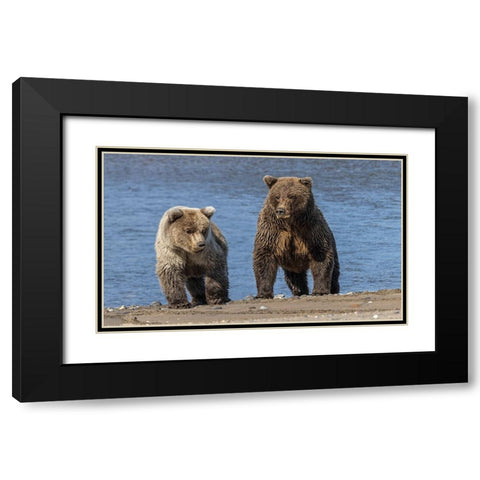 Grizzly bear cub and adult female-Lake Clark National Park and Preserve-Alaska-Silver Salmon Creek Black Modern Wood Framed Art Print with Double Matting by Jones, Adam