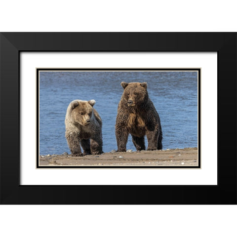 Grizzly bear cub and adult female-Lake Clark National Park and Preserve-Alaska-Silver Salmon Creek Black Modern Wood Framed Art Print with Double Matting by Jones, Adam