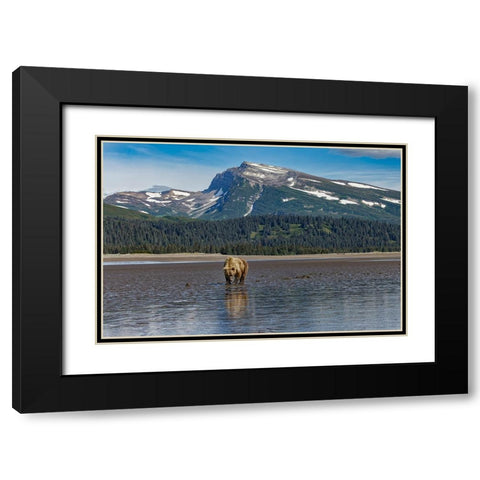 Adult female grizzly bear clamming-Lake Clark National Park and Preserve-Alaska Black Modern Wood Framed Art Print with Double Matting by Jones, Adam