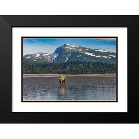Adult female grizzly bear clamming-Lake Clark National Park and Preserve-Alaska Black Modern Wood Framed Art Print with Double Matting by Jones, Adam