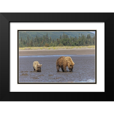 Adult female grizzly bear and cub clamming-Lake Clark National Park and Preserve-Alaska Black Modern Wood Framed Art Print with Double Matting by Jones, Adam