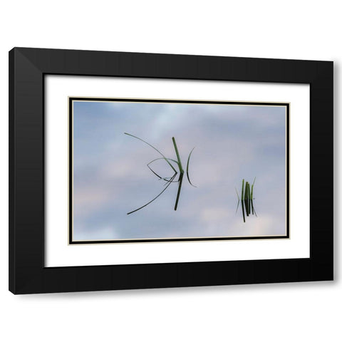 Grass stems and sky reflecting on pond surface-Lake Clark National Park and Preserve-Alaska Black Modern Wood Framed Art Print with Double Matting by Jones, Adam