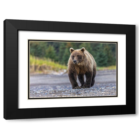 Grizzly bear-Lake Clark National Park and Preserve-Alaska Black Modern Wood Framed Art Print with Double Matting by Jones, Adam
