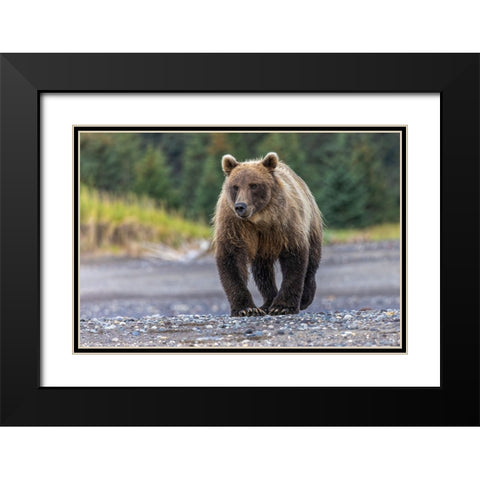 Grizzly bear-Lake Clark National Park and Preserve-Alaska Black Modern Wood Framed Art Print with Double Matting by Jones, Adam