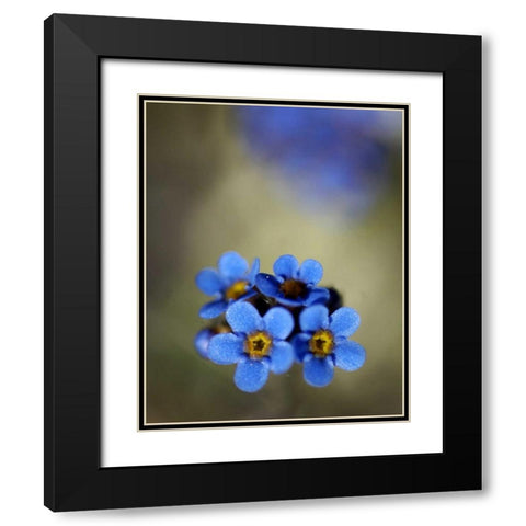 AK, Arctic NWR, Alpine forget-me-not flowers Black Modern Wood Framed Art Print with Double Matting by Kirkland, Dennis