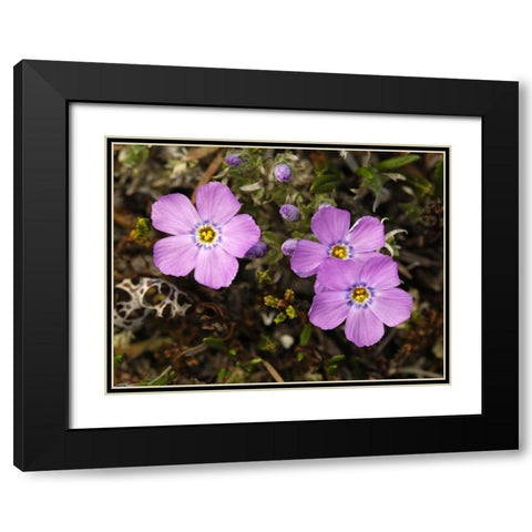 AK, Arctic NWR, Siberian flox flowers Black Modern Wood Framed Art Print with Double Matting by Kirkland, Dennis