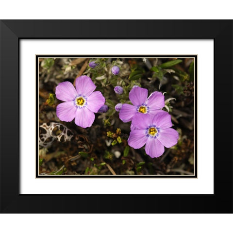 AK, Arctic NWR, Siberian flox flowers Black Modern Wood Framed Art Print with Double Matting by Kirkland, Dennis