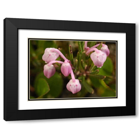 AK, Arctic NWR, Bog rosemary flowers Black Modern Wood Framed Art Print with Double Matting by Kirkland, Dennis