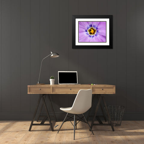 AK, Artic NWR, Abstract Siberian flox flower Black Modern Wood Framed Art Print with Double Matting by Kirkland, Dennis