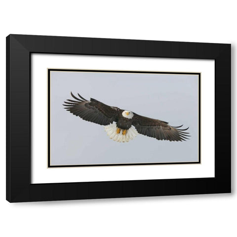 Alaska, Homer Bald eagle flying Black Modern Wood Framed Art Print with Double Matting by Morris, Arthur