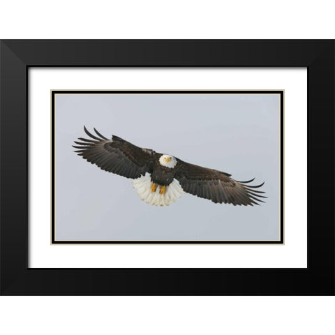 Alaska, Homer Bald eagle flying Black Modern Wood Framed Art Print with Double Matting by Morris, Arthur