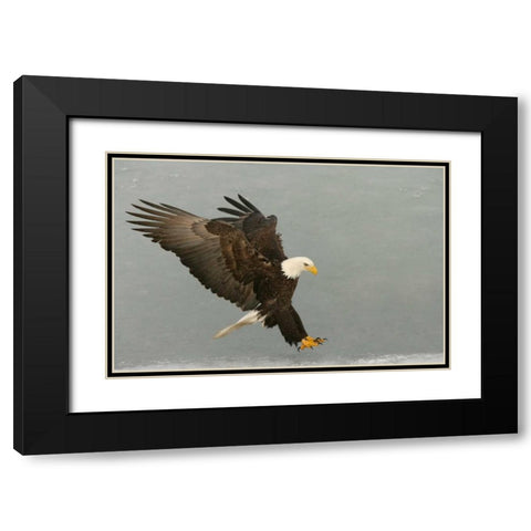USA, Alaska, Homer Bald eagle in landing posture Black Modern Wood Framed Art Print with Double Matting by Morris, Arthur