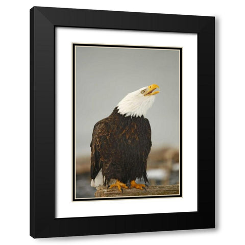 Alaska, Homer Bald eagle sitting on log calling Black Modern Wood Framed Art Print with Double Matting by Morris, Arthur