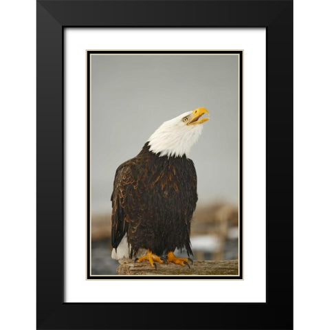 Alaska, Homer Bald eagle sitting on log calling Black Modern Wood Framed Art Print with Double Matting by Morris, Arthur