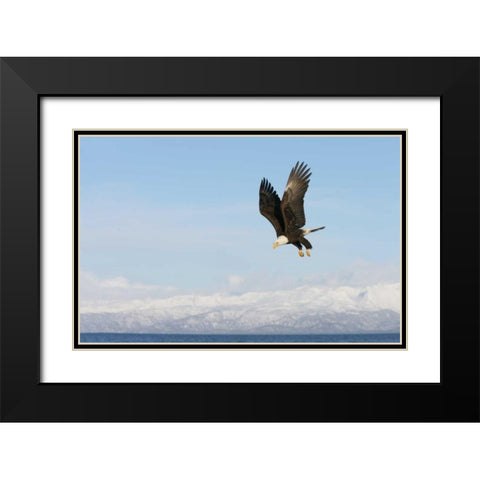 AK, Homer Bald eagle in flight with upbeat wings Black Modern Wood Framed Art Print with Double Matting by Morris, Arthur