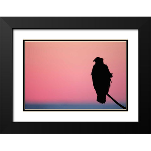 USA, Alaska, Homer Bald eagle resting on limb Black Modern Wood Framed Art Print with Double Matting by Morris, Arthur