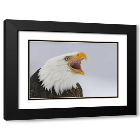 USA, Alaska, Homer Bald eagle screaming Black Modern Wood Framed Art Print with Double Matting by Morris, Arthur