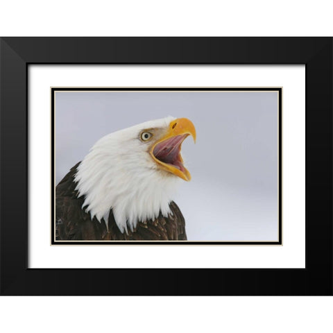 USA, Alaska, Homer Bald eagle screaming Black Modern Wood Framed Art Print with Double Matting by Morris, Arthur