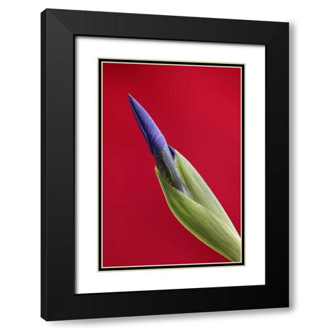 USA, Alaska, Nome Wild iris budding Black Modern Wood Framed Art Print with Double Matting by Morris, Arthur