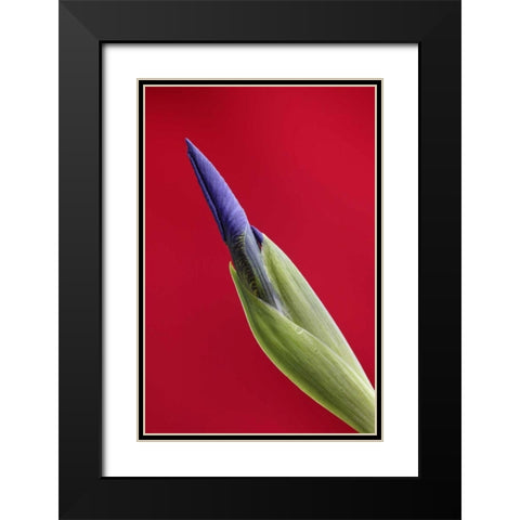 USA, Alaska, Nome Wild iris budding Black Modern Wood Framed Art Print with Double Matting by Morris, Arthur