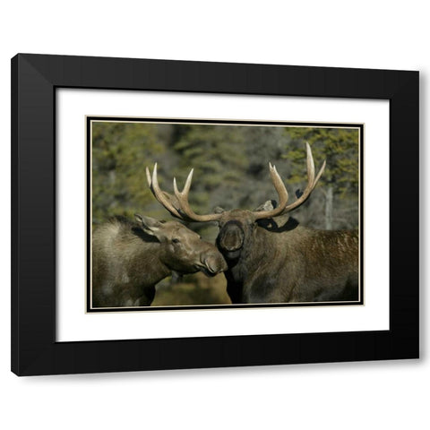 Alaska, Anchorage Male and female moose nuzzle Black Modern Wood Framed Art Print with Double Matting by Morris, Arthur
