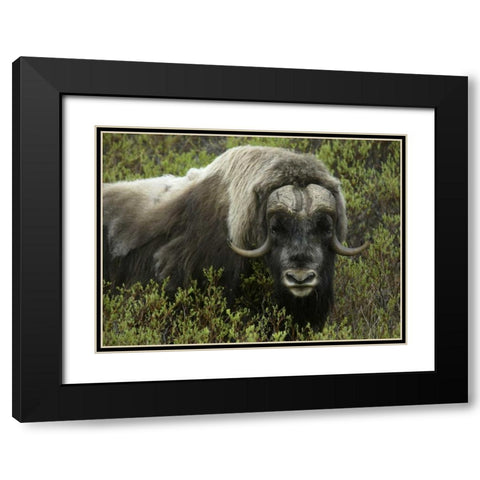 Alaska, Nome Musk ox standing in bushes Black Modern Wood Framed Art Print with Double Matting by Morris, Arthur